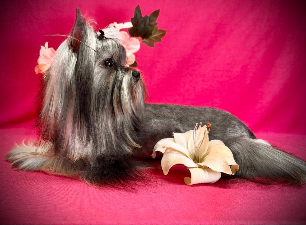 DUNA, a female Yorkshire Terrier for sale in Henderson, NV – Photo 4 of 5