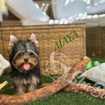 MAYA, a female Yorkshire Terrier for sale in Henderson, NV – Photo 1 of 5