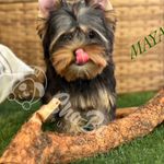 MAYA, a female Yorkshire Terrier for sale in Henderson, NV – Photo 2 of 5