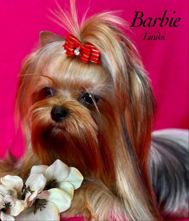 MAYA, a female Yorkshire Terrier for sale in Henderson, NV – Photo 4 of 5