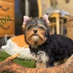 MAYA, a female Yorkshire Terrier for sale in Henderson, NV – Photo 3 of 5