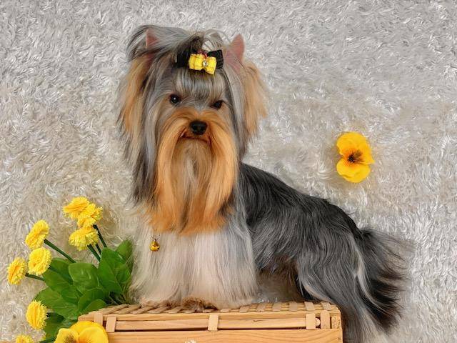 MAYA, a female Yorkshire Terrier for sale in Henderson, NV – Photo 5 of 5