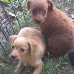 Matilda, a female Chorkie for sale in Telford, PA – Photo 1 of 2