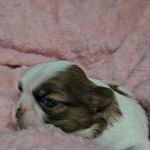 Meg f-4, a female Shih Tzu for sale in Asheboro, NC – Photo 4 of 8