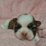 Meg f-4, a female Shih Tzu for sale in Asheboro, NC – Photo 1 of 8