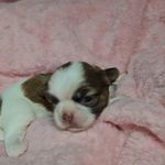Meg f-4, a female Shih Tzu for sale in Asheboro, NC – Photo 6 of 8