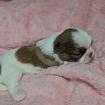 Meg f-4, a female Shih Tzu for sale in Asheboro, NC – Photo 7 of 8