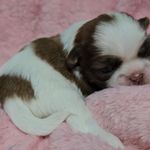 Meg f-4, a female Shih Tzu for sale in Asheboro, NC – Photo 2 of 8