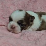 Meg f-4, a female Shih Tzu for sale in Asheboro, NC – Photo 8 of 8