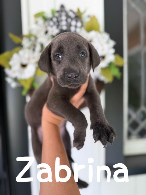 Zabrina