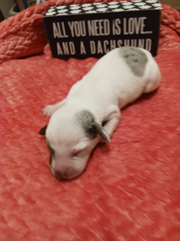 SH Piebald Dapple Female