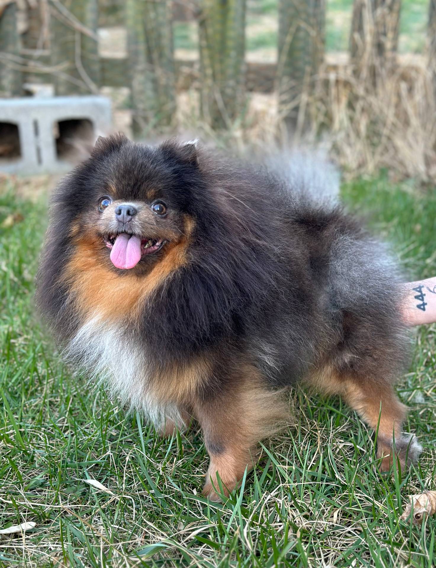 AKC- Lennox, a male Pomeranian for sale in Cavetown, MD – Photo 9 of 9