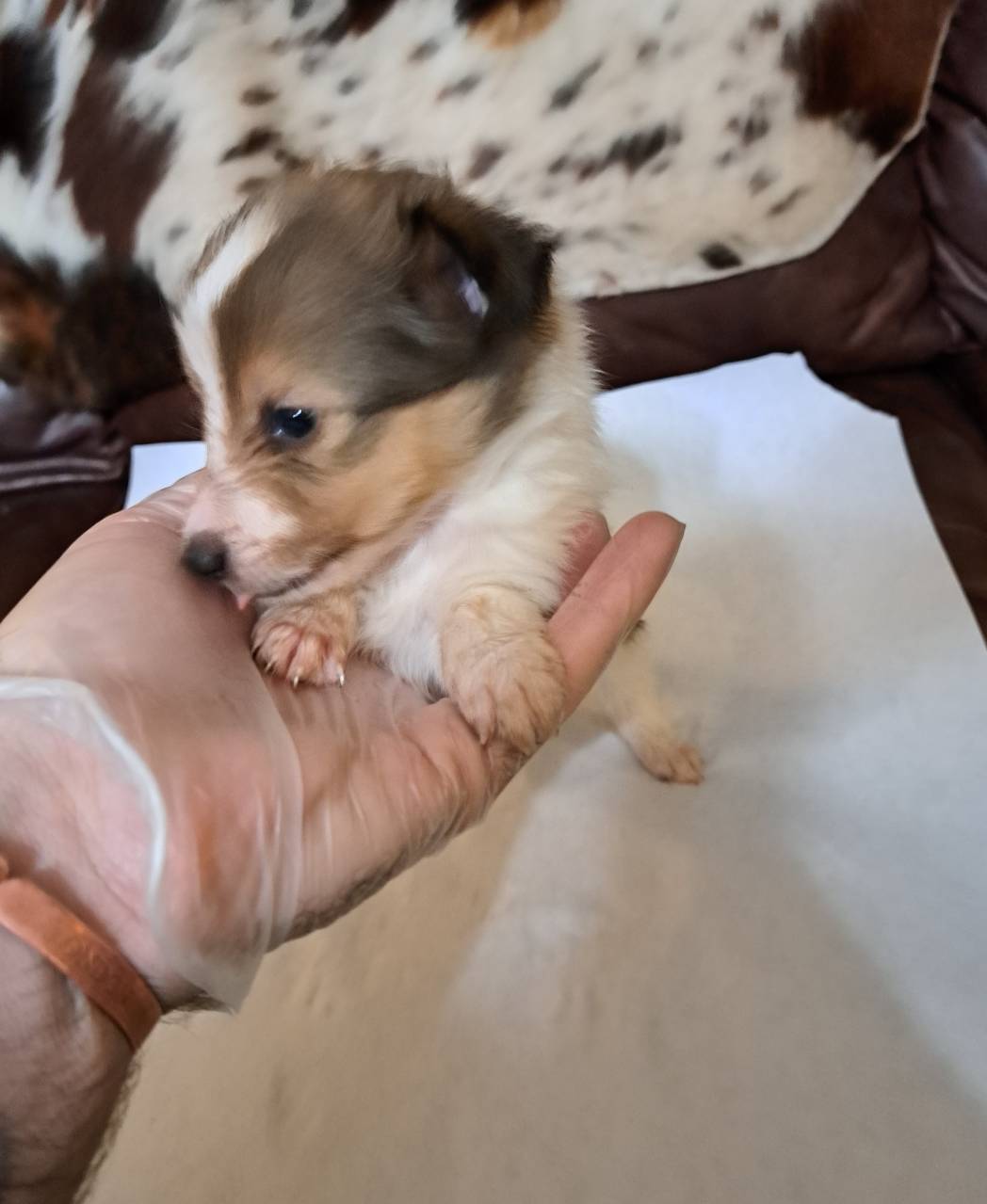 Sir Sampson 5th, a male Shetland Sheepdog for sale in Abilene, TX – Photo 2 of 5