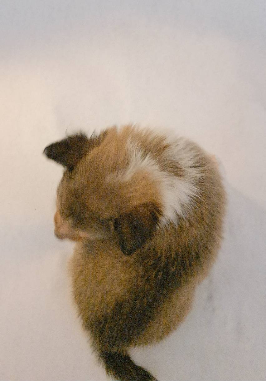 Sir Sampson 5th, a male Shetland Sheepdog for sale in Abilene, TX – Photo 5 of 5