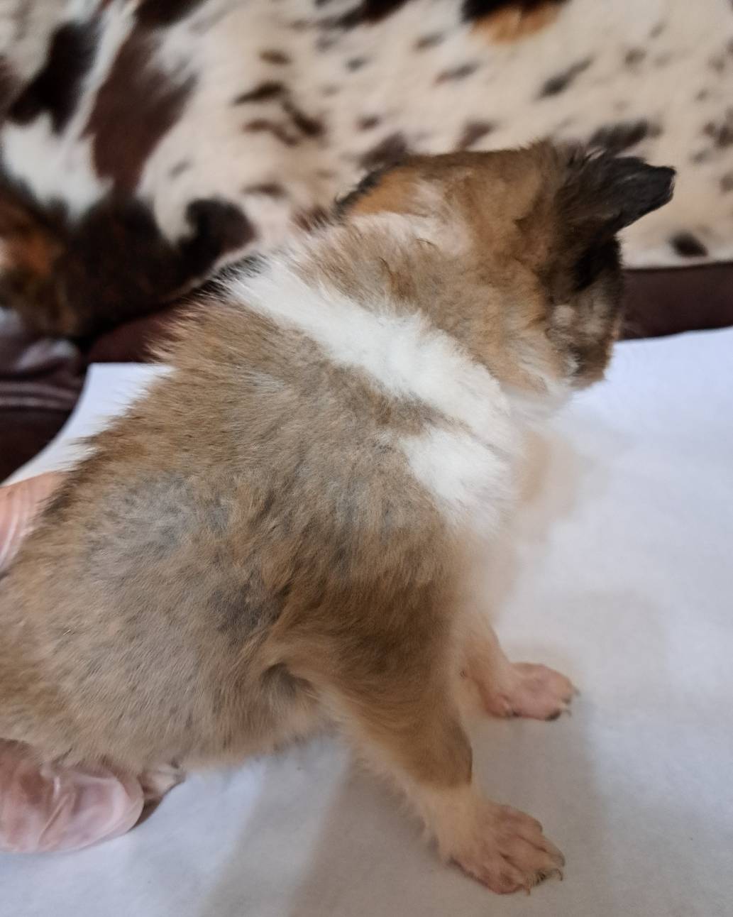 Sir Sampson 5th, a male Shetland Sheepdog for sale in Abilene, TX – Photo 3 of 5