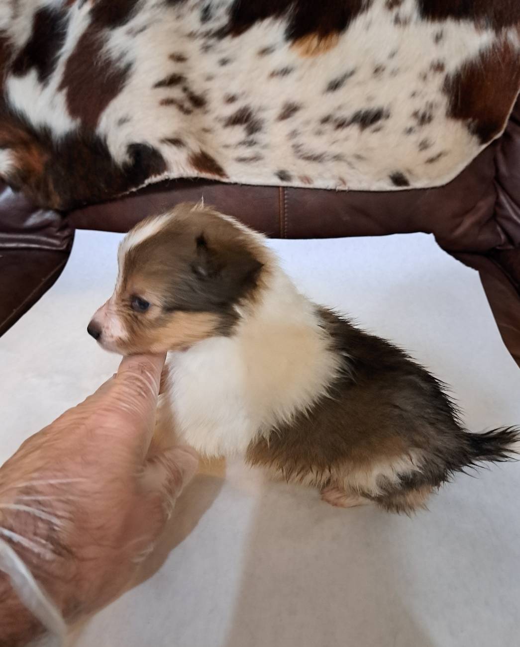 Sir Sampson 5th, a male Shetland Sheepdog for sale in Abilene, TX – Photo 4 of 5