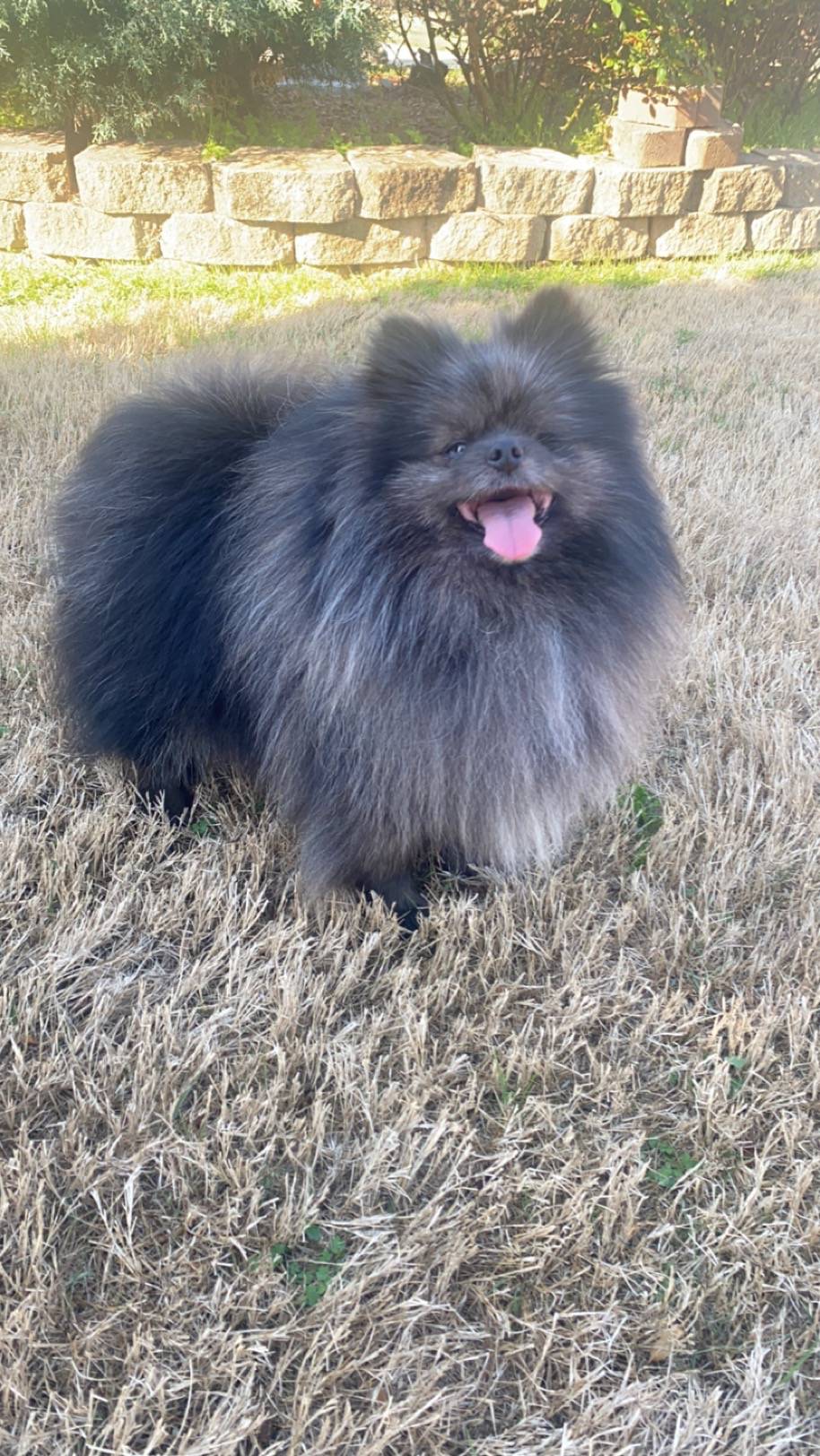 Red Merle, Toy, a male Pomapoo for sale in Atlanta, GA – Photo 8 of 10