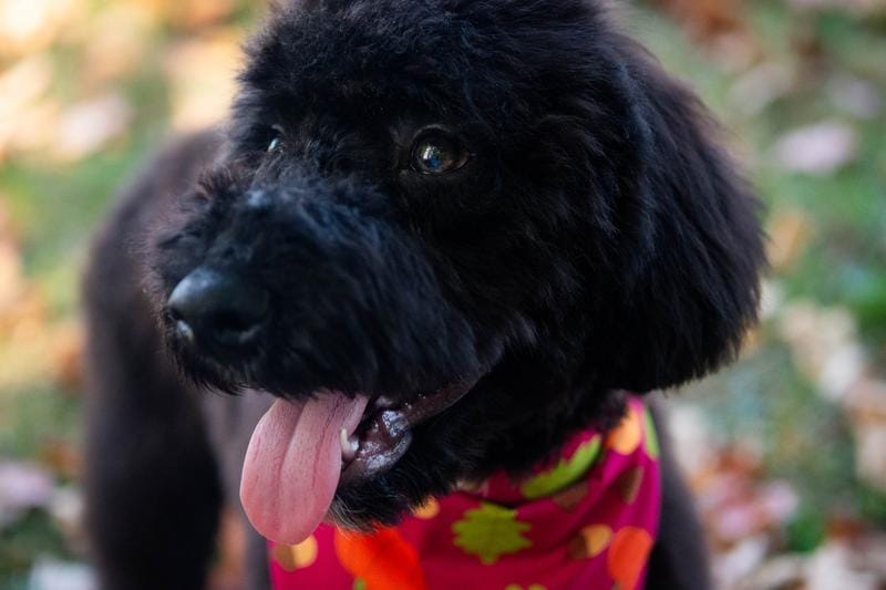 🍂🖤 Raven 🖤🍂 CRATE TRAINING