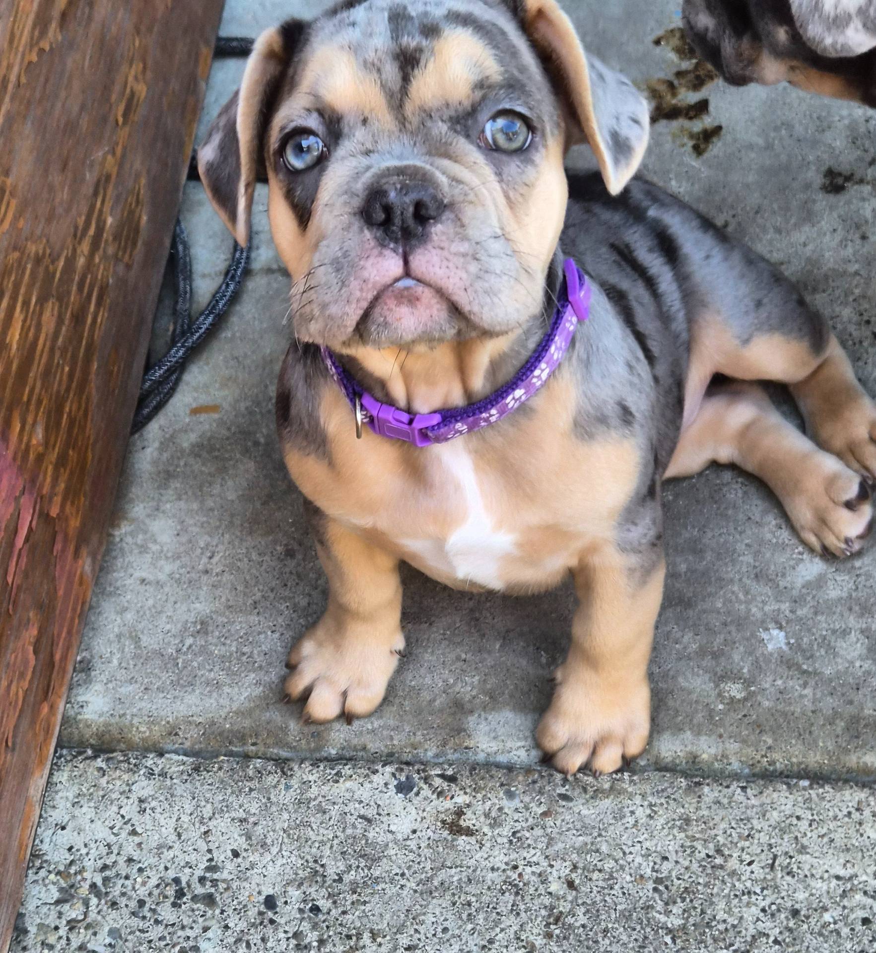 Opal (purple) (fluffy carrier), a male French Bulldog for sale in Modesto, CA – Photo 5 of 9