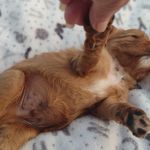 Matthew, a male Cavalier King Charles Spaniel for sale in Lebanon, MO – Photo 7 of 10