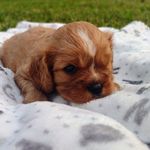 Matthew, a male Cavalier King Charles Spaniel for sale in Lebanon, MO – Photo 9 of 10