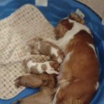 Matthew, a male Cavalier King Charles Spaniel for sale in Lebanon, MO – Photo 10 of 10