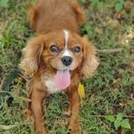 Matthew, a male Cavalier King Charles Spaniel for sale in Lebanon, MO – Photo 8 of 10