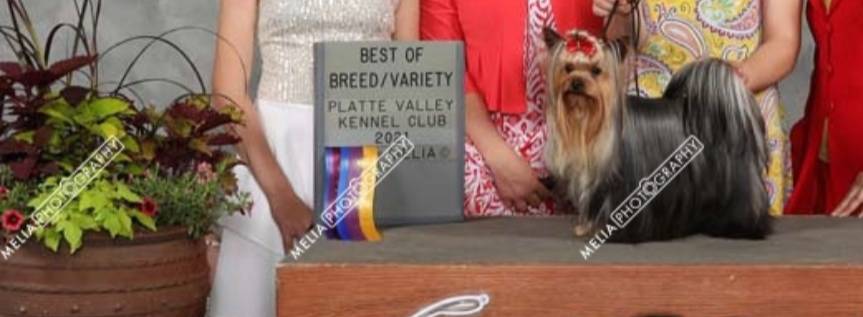 Girl 2 L/V, a female Yorkshire Terrier for sale in New Hampton, IA – Photo 3 of 6