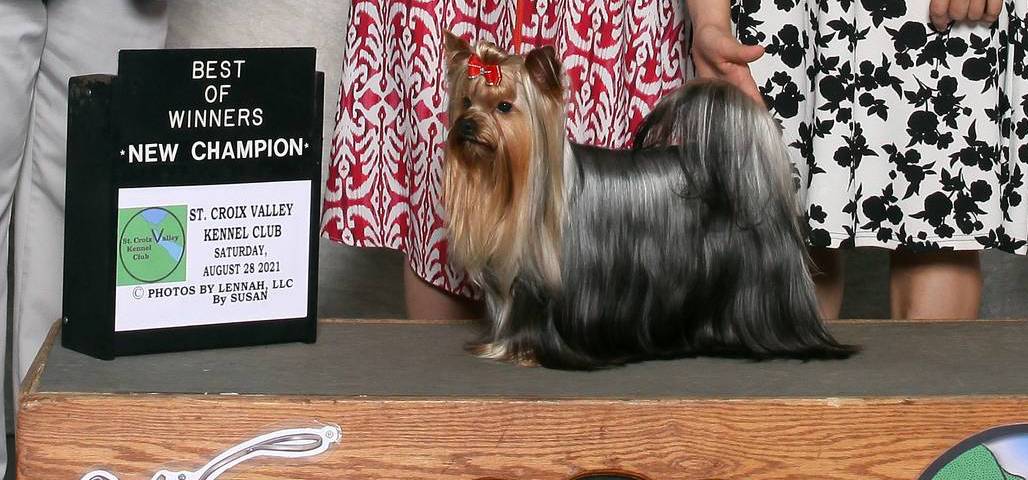 Girl 2 L/V, a female Yorkshire Terrier for sale in New Hampton, IA – Photo 6 of 6