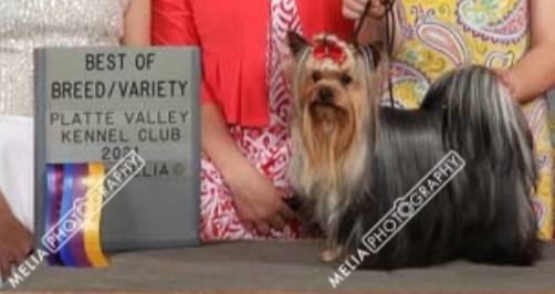 Girl 1 P/V, a female Yorkshire Terrier for sale in New Hampton, IA – Photo 3 of 4