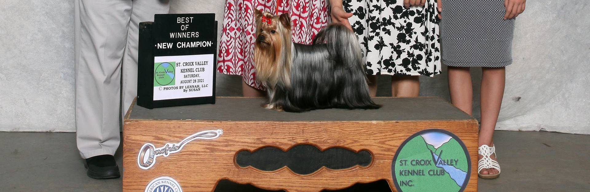 Boy 1 L/V, a male Yorkshire Terrier for sale in New Hampton, IA – Photo 6 of 6