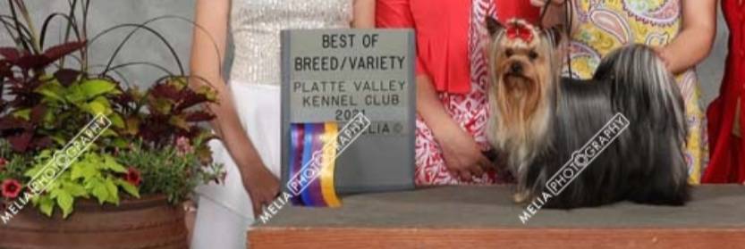 Boy 1 L/V, a male Yorkshire Terrier for sale in New Hampton, IA – Photo 2 of 6