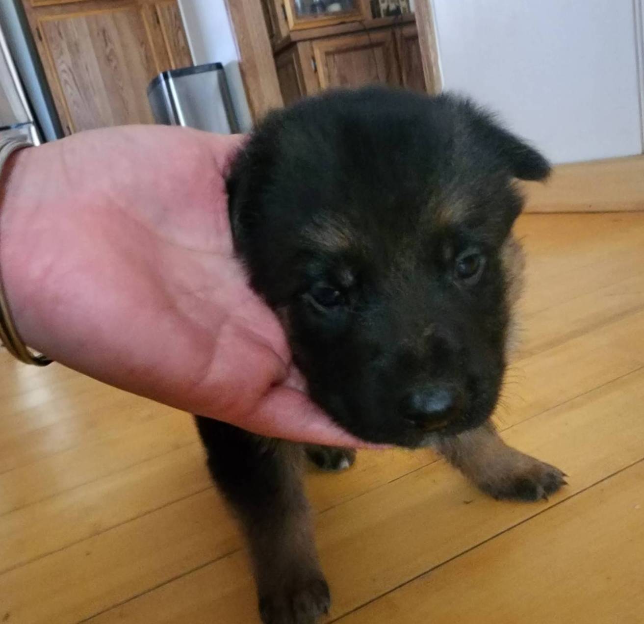 Puppy 1, a male German Shepherd Dog for sale in Hemet, CA – Photo 3 of 10