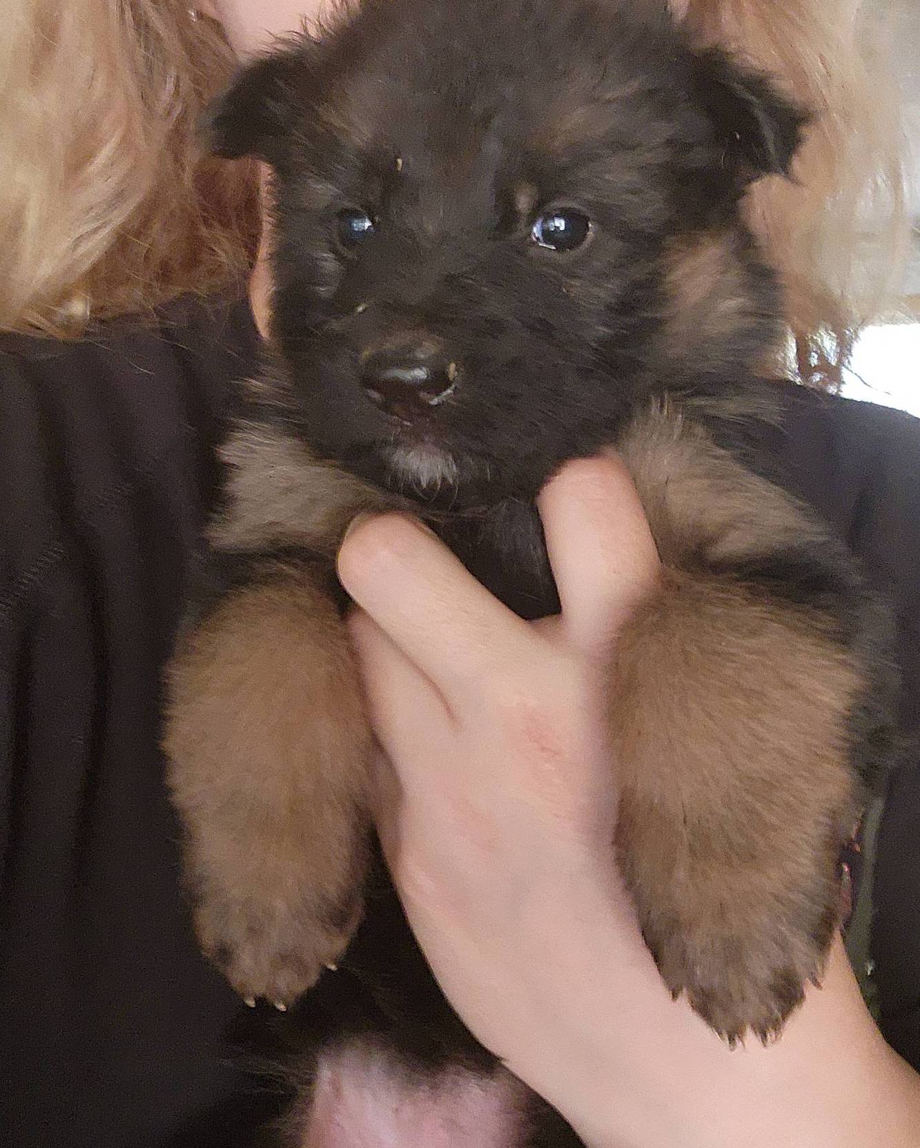 Puppy 1, a male German Shepherd Dog for sale in Hemet, CA – Photo 6 of 10