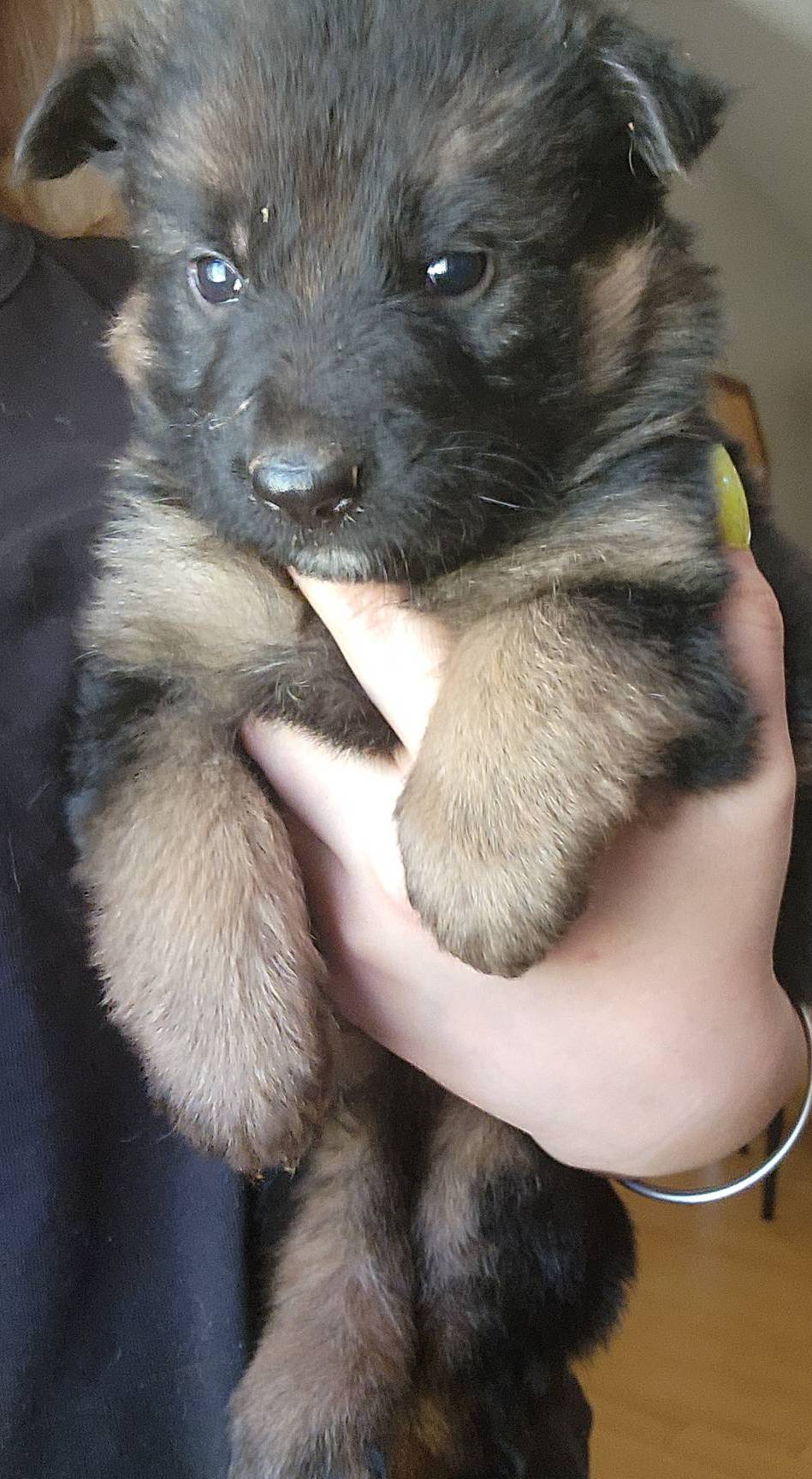 Puppy 1, a male German Shepherd Dog for sale in Hemet, CA – Photo 4 of 10