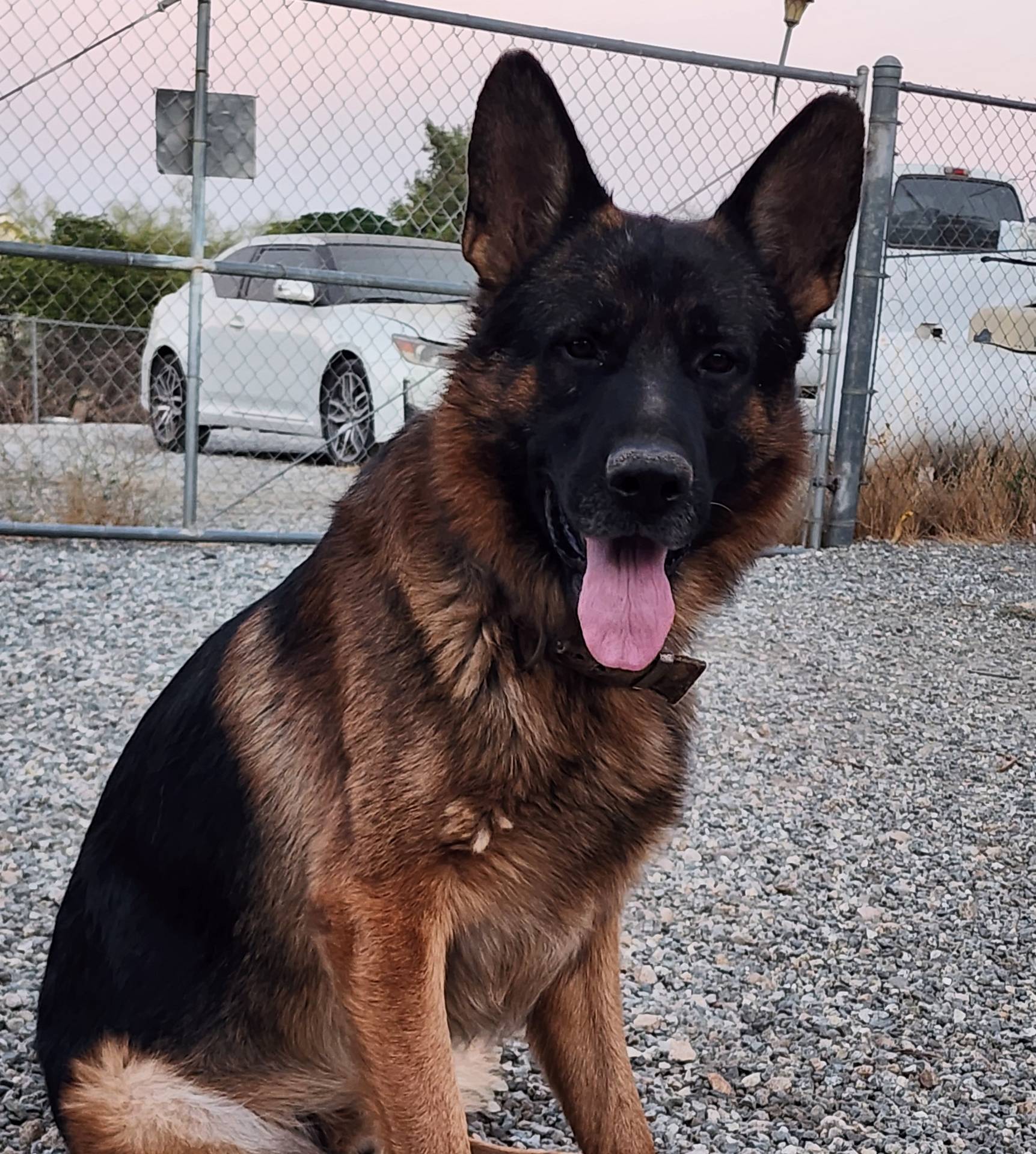 Puppy 1, a male German Shepherd Dog for sale in Hemet, CA – Photo 8 of 10