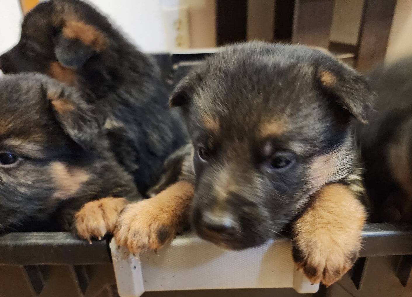 Puppy 1, a male German Shepherd Dog for sale in Hemet, CA – Photo 2 of 10