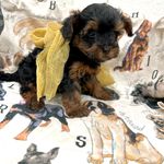 Louis, a male Yorkipoo for sale in Franklinton, LA – Photo 1 of 5