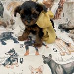 Louis, a male Yorkipoo for sale in Franklinton, LA – Photo 3 of 5