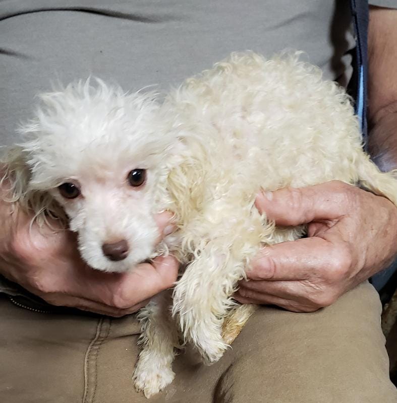 CAPPI'S TINY LIL'ANGIE