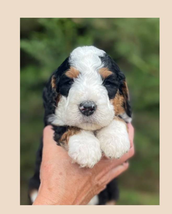 Brown Collar, a male Bernedoodle for sale in Cambria, CA – Photo 3 of 3