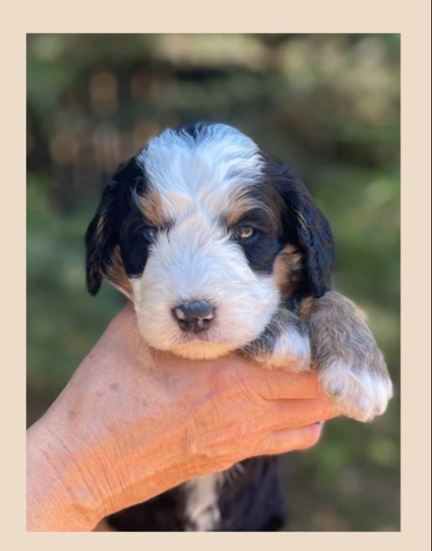 Purple Collar, a female Bernedoodle for sale in Cambria, CA – Photo 4 of 4