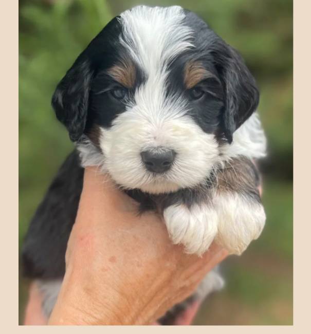 Blue Collar, a male Bernedoodle for sale in Cambria, CA – Photo 2 of 2