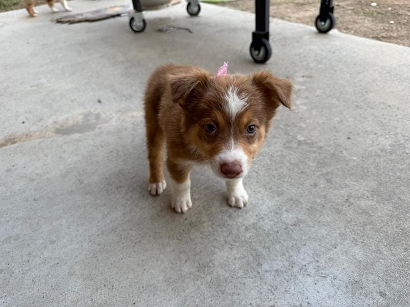 Red Tri Female #8 – Australian Shepherd puppy for sale in Dunlap, CA