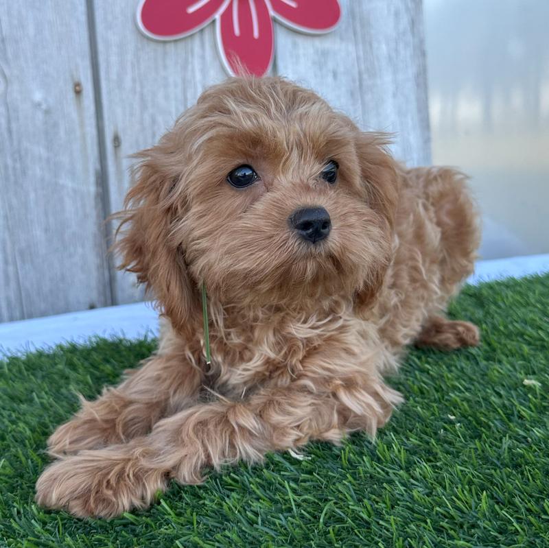 Lynfred is a Cavapoo puppy for sale in Sullivan, IL
