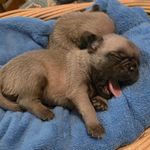 READY OCT 3 🥰, a female Pug for sale in Ocala, FL – Photo 1 of 4