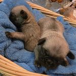 READY OCT 3 🥰, a female Pug for sale in Ocala, FL – Photo 2 of 4