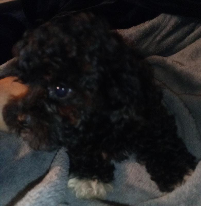 SOLD! Tiny male oreo