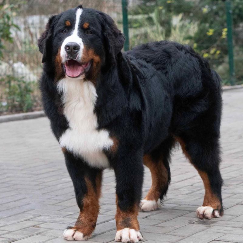 Full AKC Sire & Entire Program