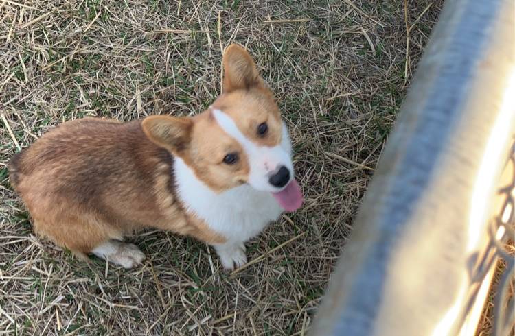 Corgi pair, a female Pembroke Welsh Corgi for sale in Grovespring, MO – Photo 2 of 2